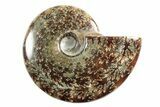 Polished Ammonite (Cleoniceras) Fossil - Madagascar #339195-1